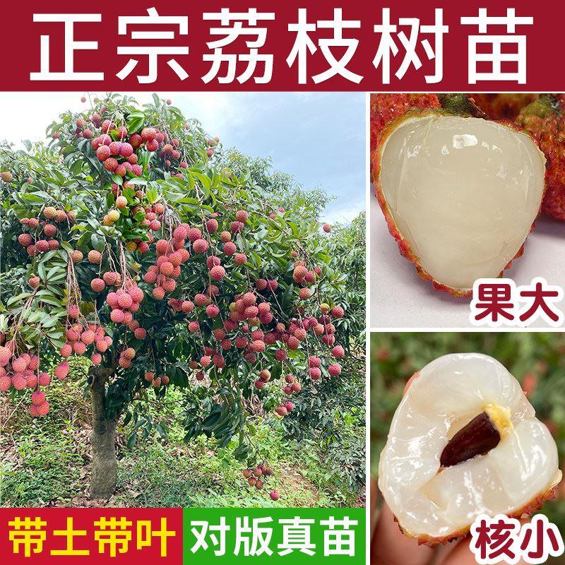 荔枝果树苗正宗糯米糍冰荔无核妃子笑仙进奉庭院嫁接南方桂味大苗