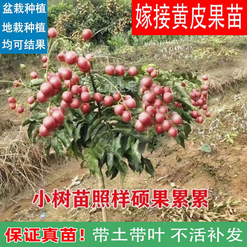 正宗嫁接紫肉果树苗无核树苗黑冰糖果苗盆栽地栽