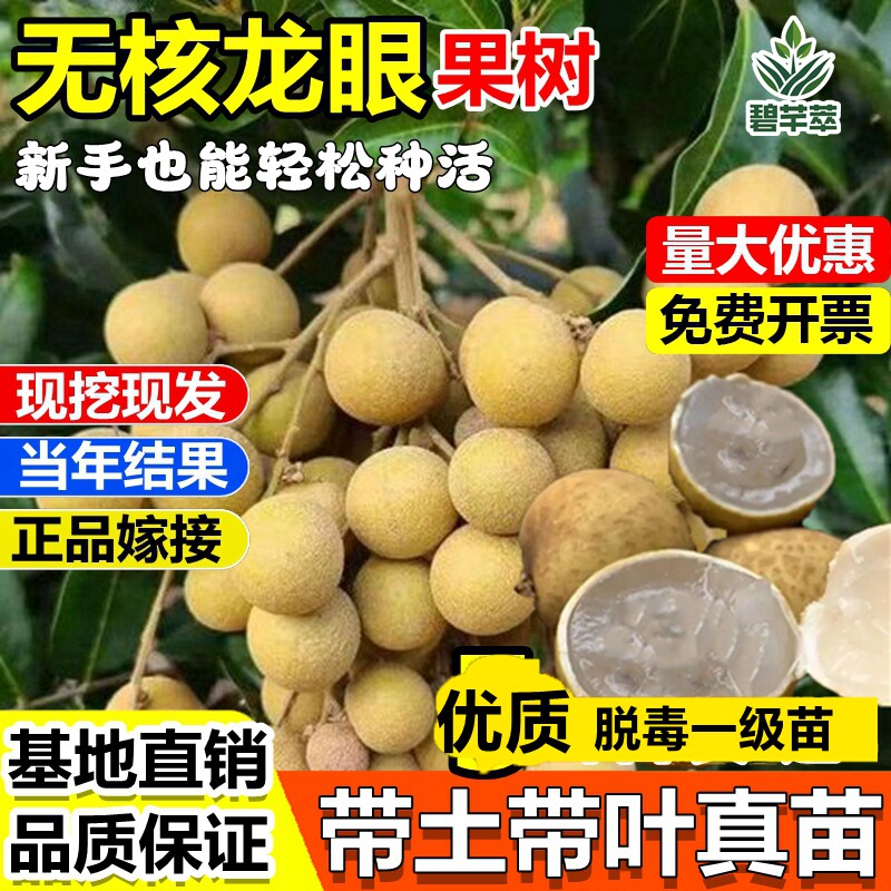 无核龙眼嫁接果树苗四季储良石硖龙眼苗南北方种植桂圆苗当年结果