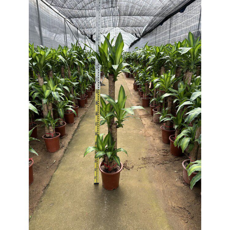 巴西木盆栽金心巴西铁树盆景室内办公室家居大型植物清新空气绿植