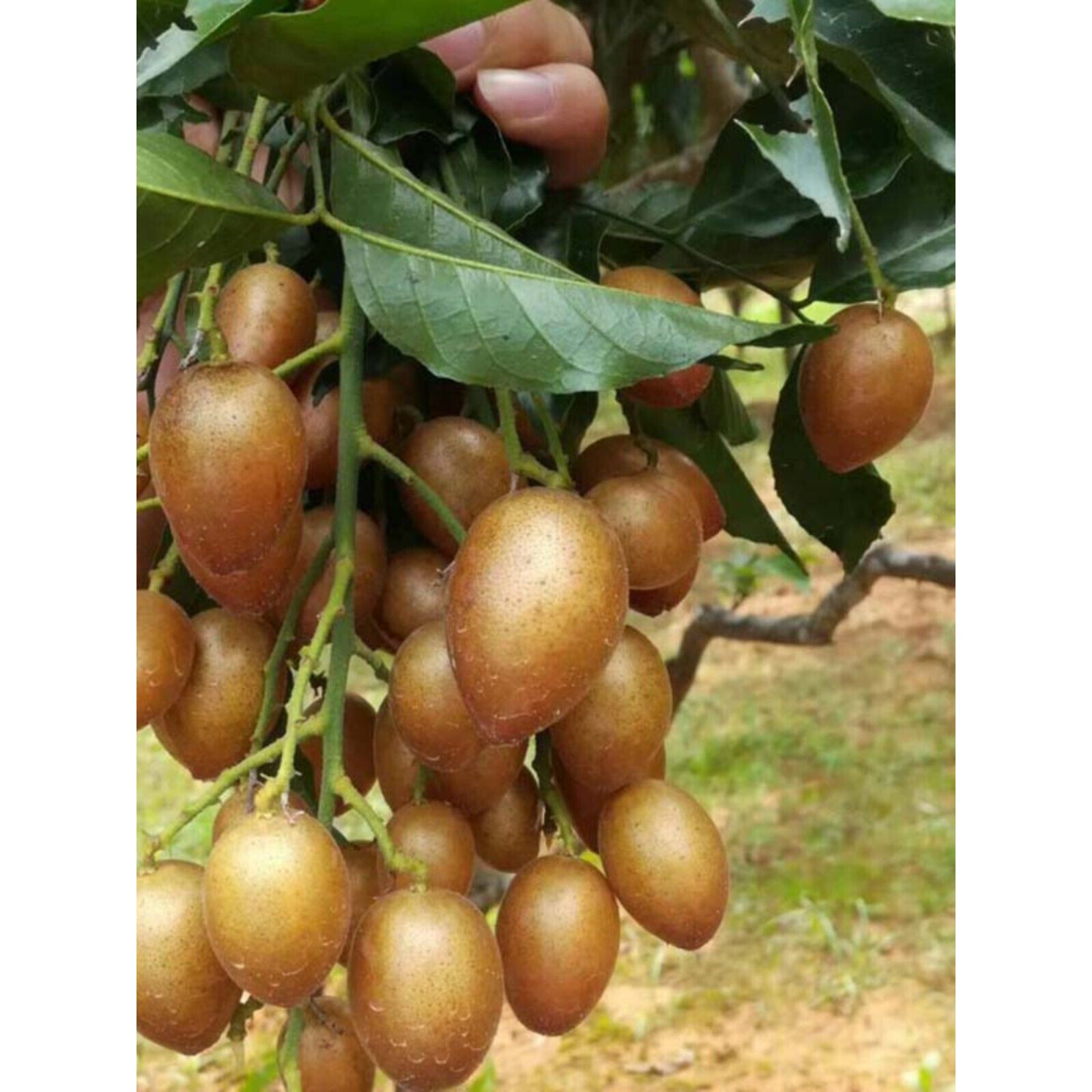 正宗黑金刚黄皮果树嫁接苗南方种植水果树苗庭院盆栽地栽当年结果