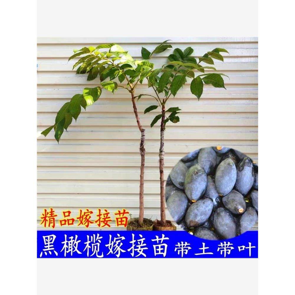 黑橄榄苗嫁接吊思茅乌橄榄工艺橄榄树苗南方庭院盆地栽带土带叶