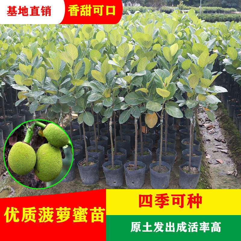 四季菠萝蜜树果苗嫁接马来西亚红黄肉干苞南方当年结果庭院盆栽
