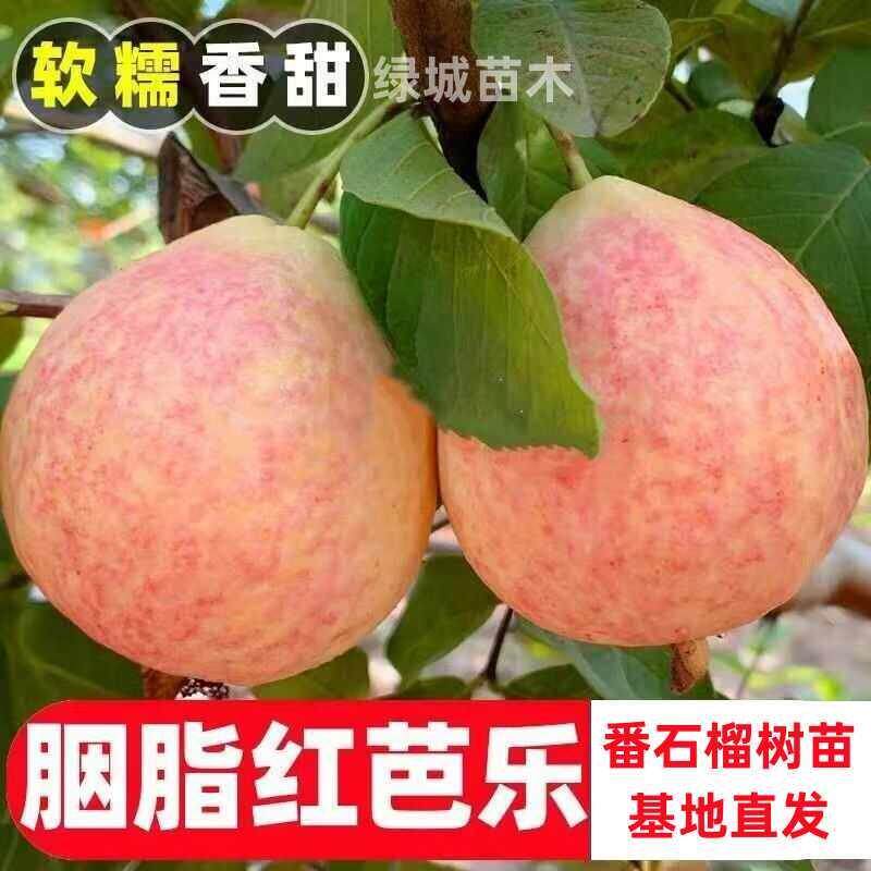 四季番石榴树苗胭脂红番石榴红心芭乐鸡屎果树苗庭院地栽当年结果图片