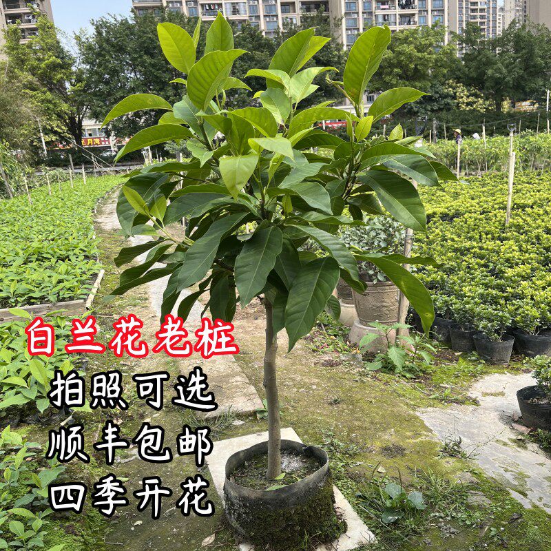 白兰花白玉兰树苗盆栽矮化老桩花卉绿植带花苞四季花苗植物黄角兰