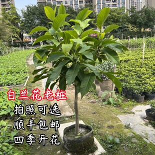 白兰花白玉兰树苗盆栽矮化老桩花卉绿植带花苞四季花苗植物黄角兰
