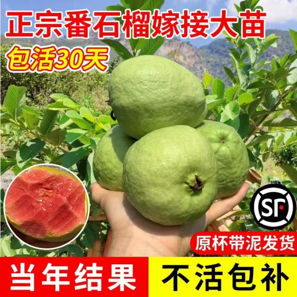 番石榴果树苗嫁接四季珍珠白心帝王番石榴红宝石无籽红心芭乐果苗