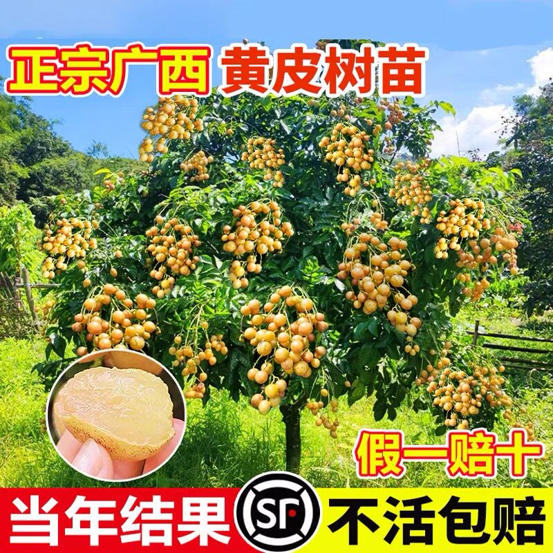 黄皮果苗大鸡心无核嫁接甜水果树苗阳台盆栽南方种植广西庭院地栽