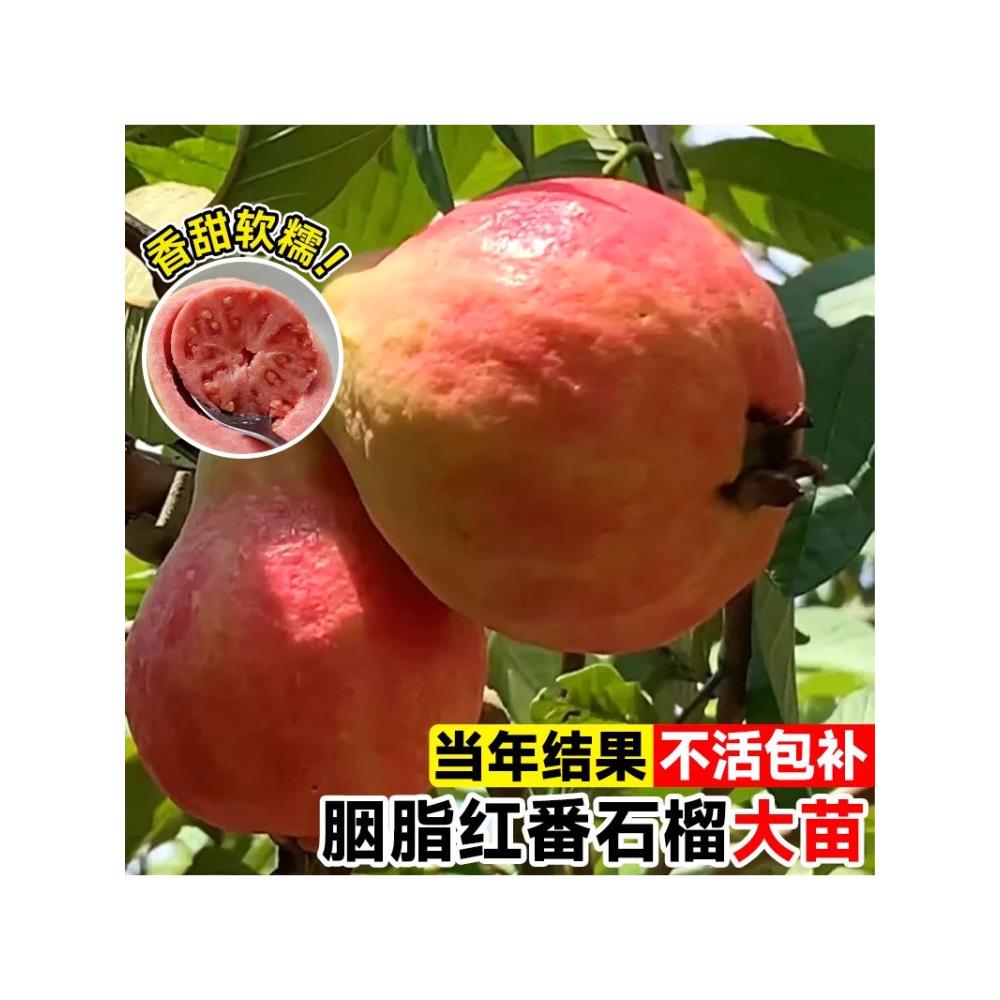 番石榴树苗胭脂红番石榴果树苗盆栽地栽南方种植果树苗当年结果