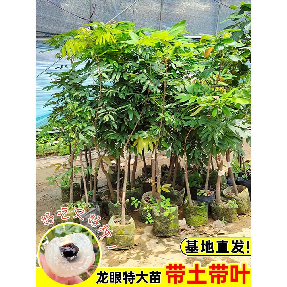 广西龙眼树苗嫁接果苗桂圆树苗石硖储良四季蜜带土带叶地栽带果