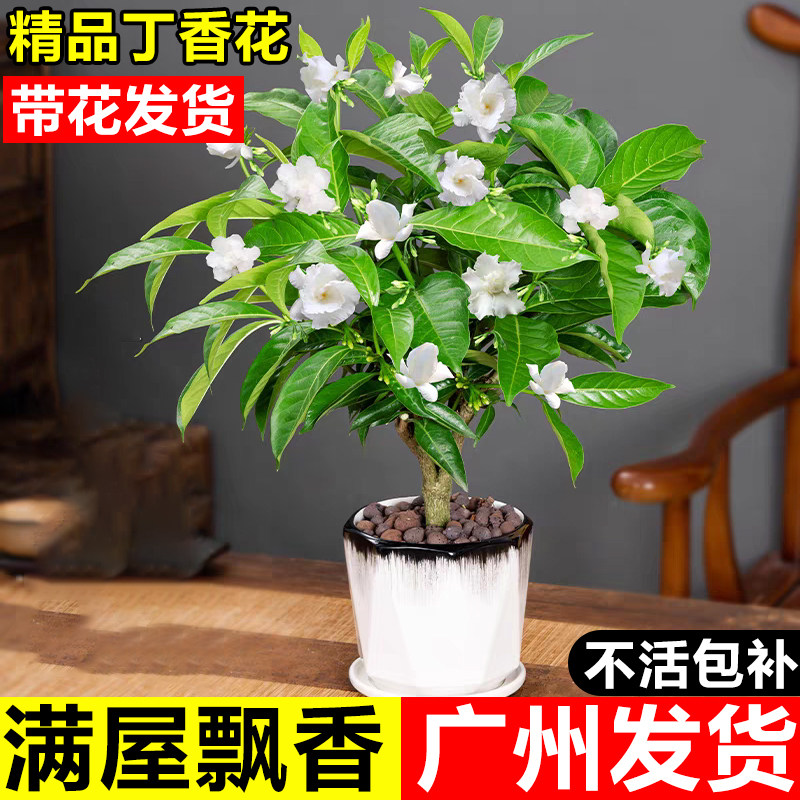 丁香花树苗水晶茉莉狗牙花盆栽带花苞室内阳台浓香型花卉庭院开花