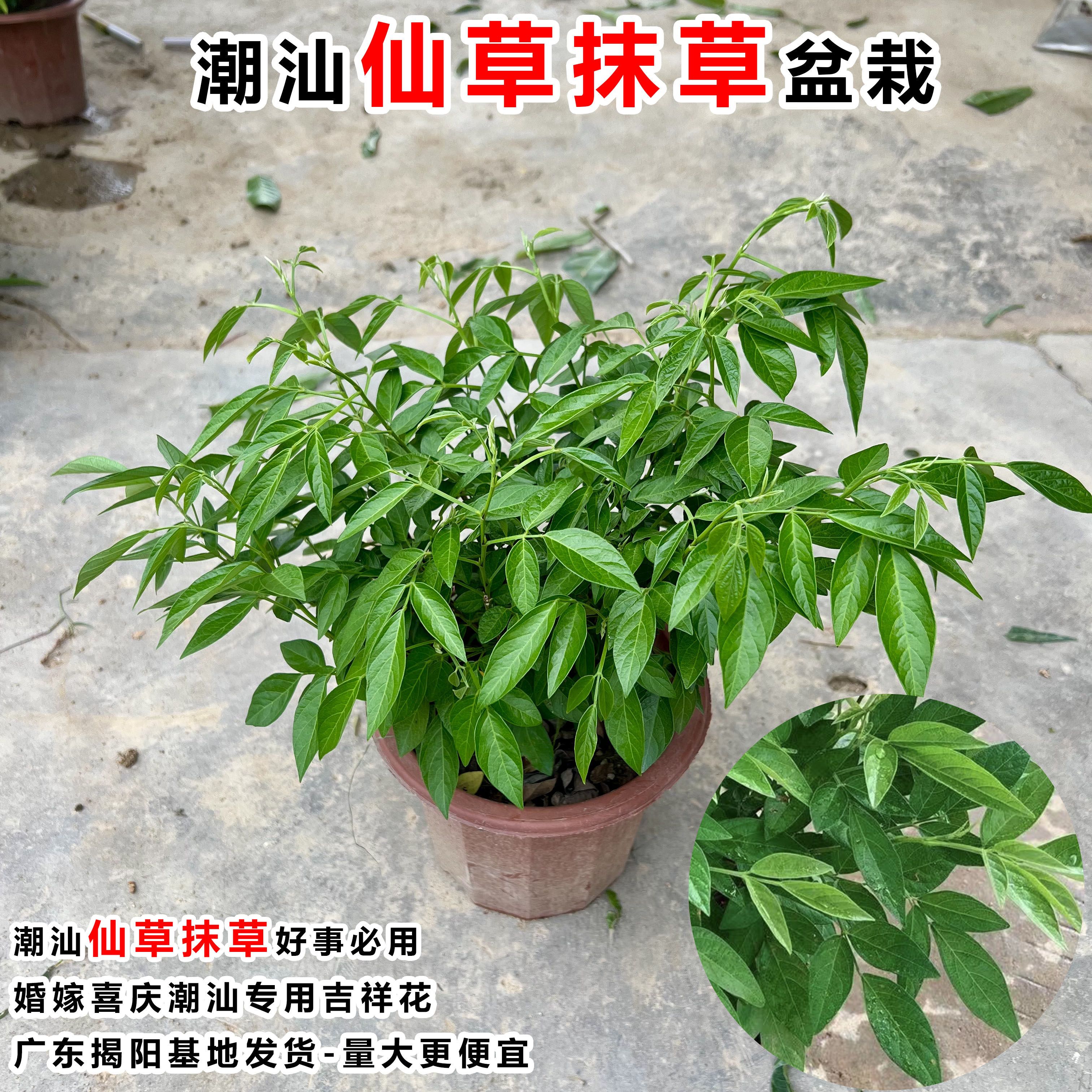 潮汕阳台仙草盆栽抹草苗春草红花仙草苗石榴花家居喜庆事婚事植物