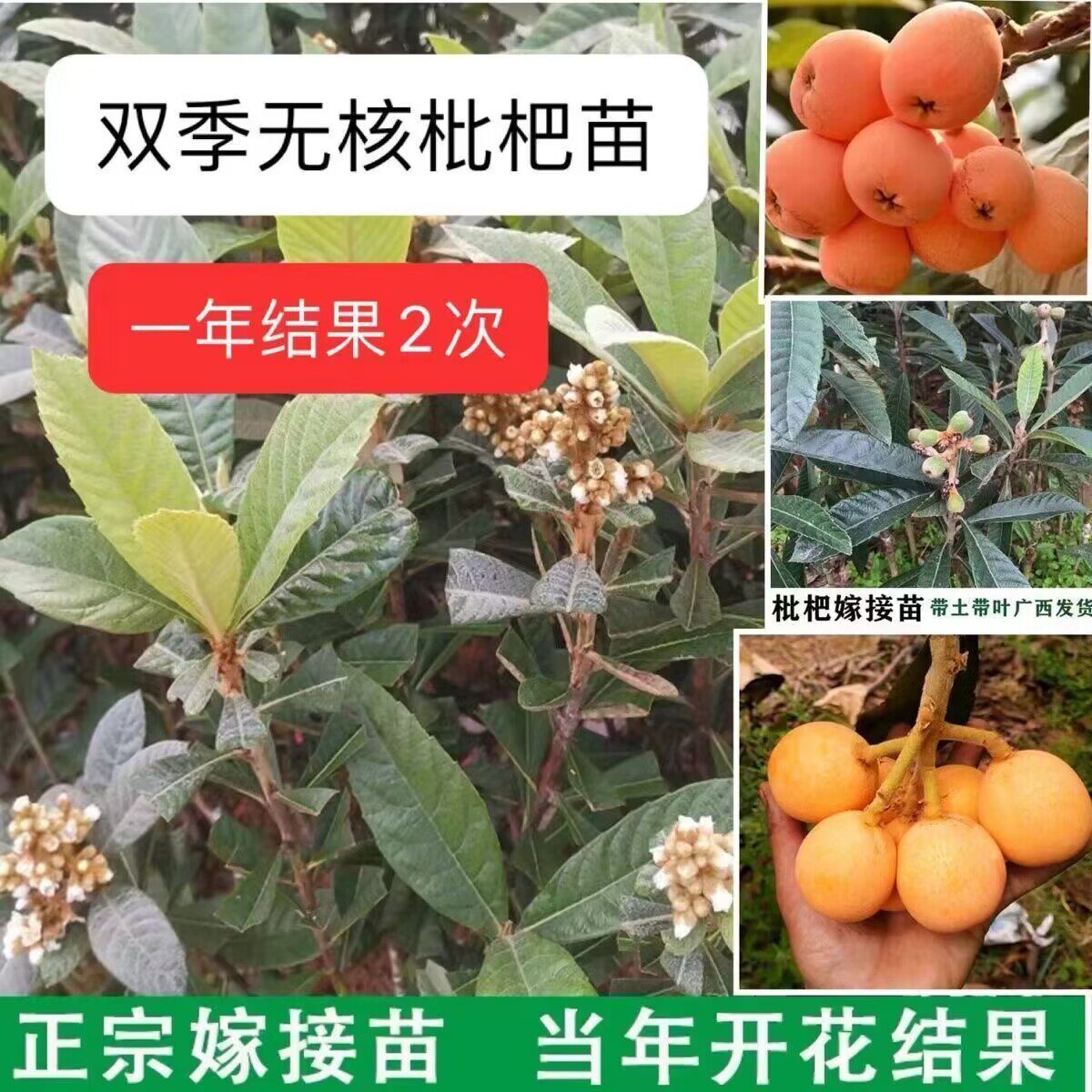双季无核枇杷苗嫁接特大枇杷巨大号砂糖枇杷苗耐寒果树盆栽地栽