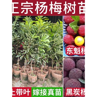 东魁黑炭杨梅树苗嫁接大苗南北方庭院常绿盆栽果树苗早熟晚熟杨梅