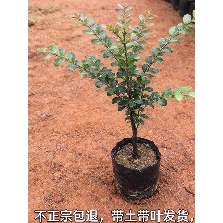 正宗小叶紫檀树苗木名贵细叶紫檀树苗珍稀盆景室内庭院四季常青