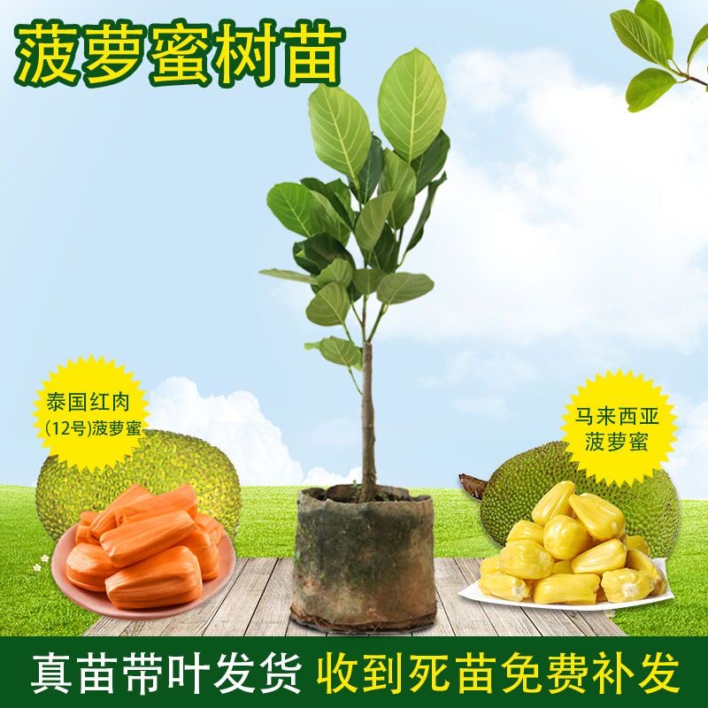 四季菠萝蜜树树苗嫁接红肉菠萝蜜树苗马来西亚1号黄肉干苞果树苗