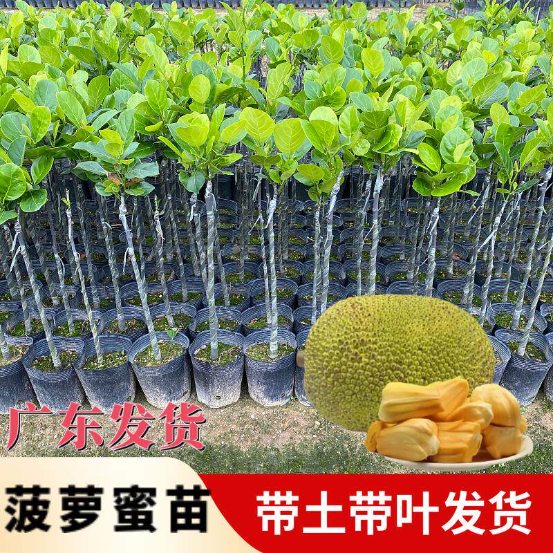 四季菠萝蜜苗果树苗嫁接 干苞马来西亚1号 南北方种植菠萝蜜树苗