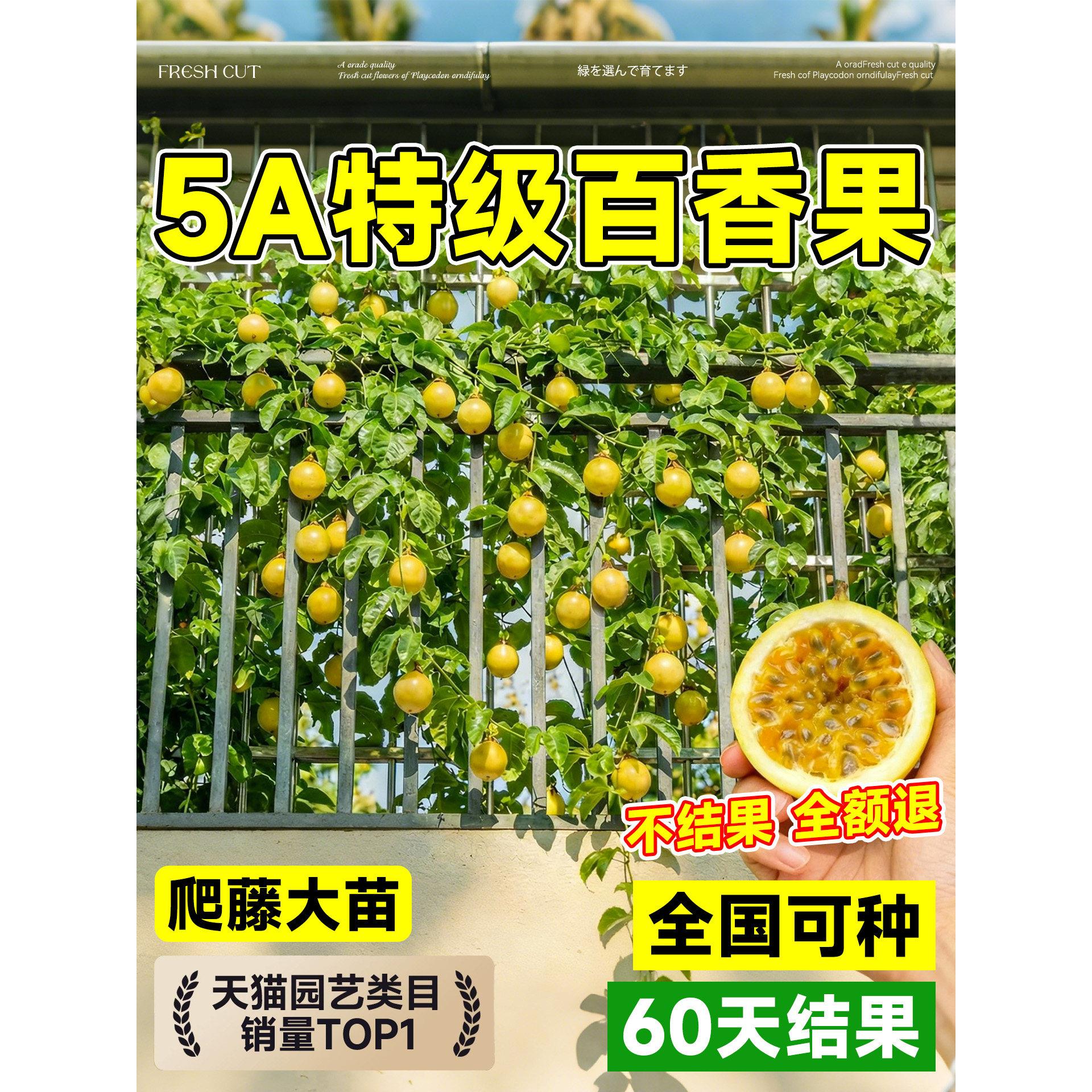 百香果树果苗黄金果9号爬藤大苗广西纯甜四季结果好养特大号果苗