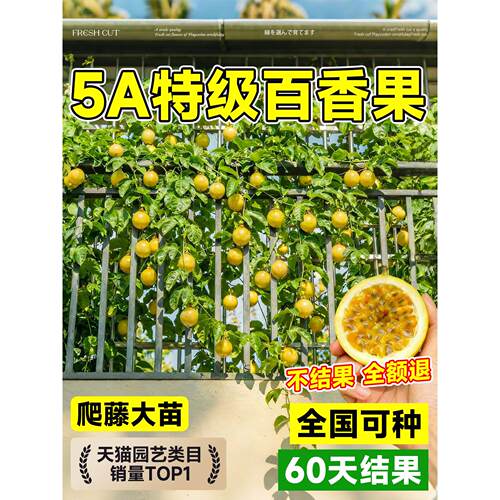 百香果树果苗黄金果9号爬藤大苗广西纯甜四季结果好养特大号果苗