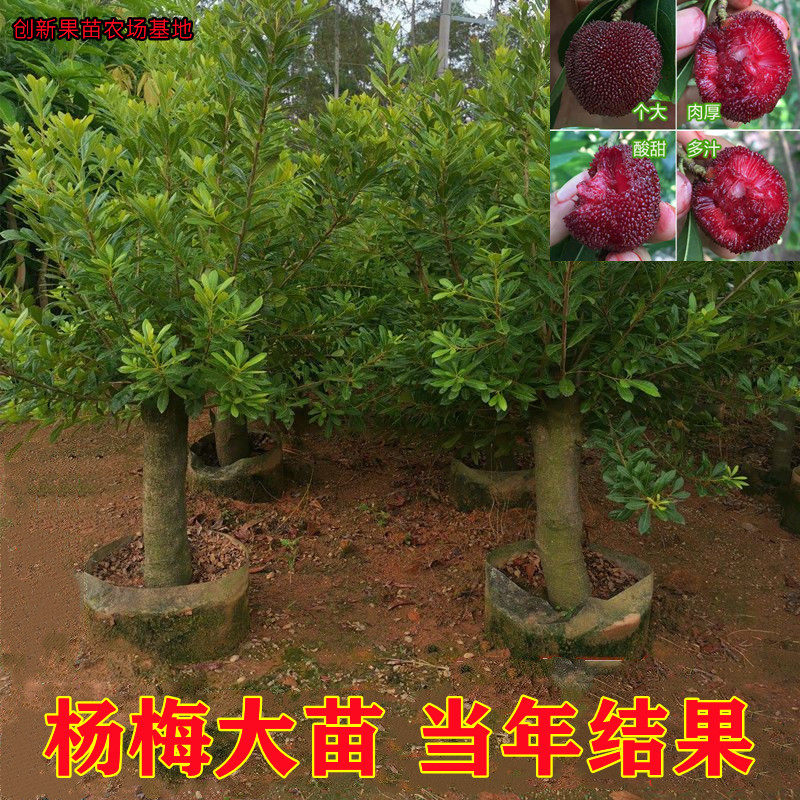 早熟杨梅苗大果高压苗杨梅果树苗庭院地栽南方种植带土带叶圈枝苗