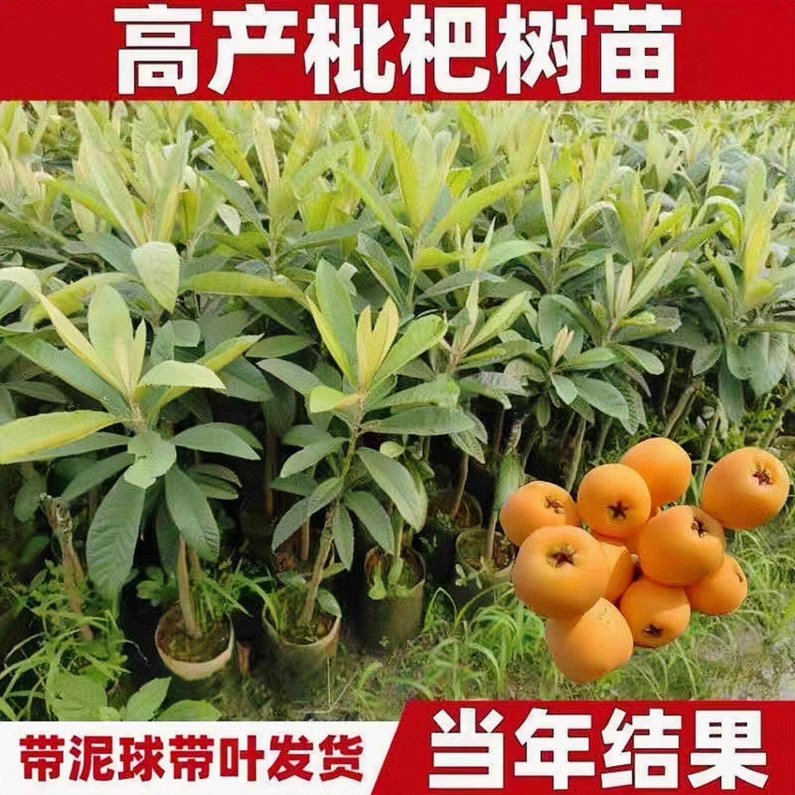 大五星枇杷苗树嫁接无核枇杷果树苗盆栽南北方水果树果苗当年结果