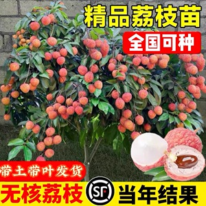 荔枝王树苗嫁接果树无核桂味妃子笑冰荔枝原生苗当年结果广东种植