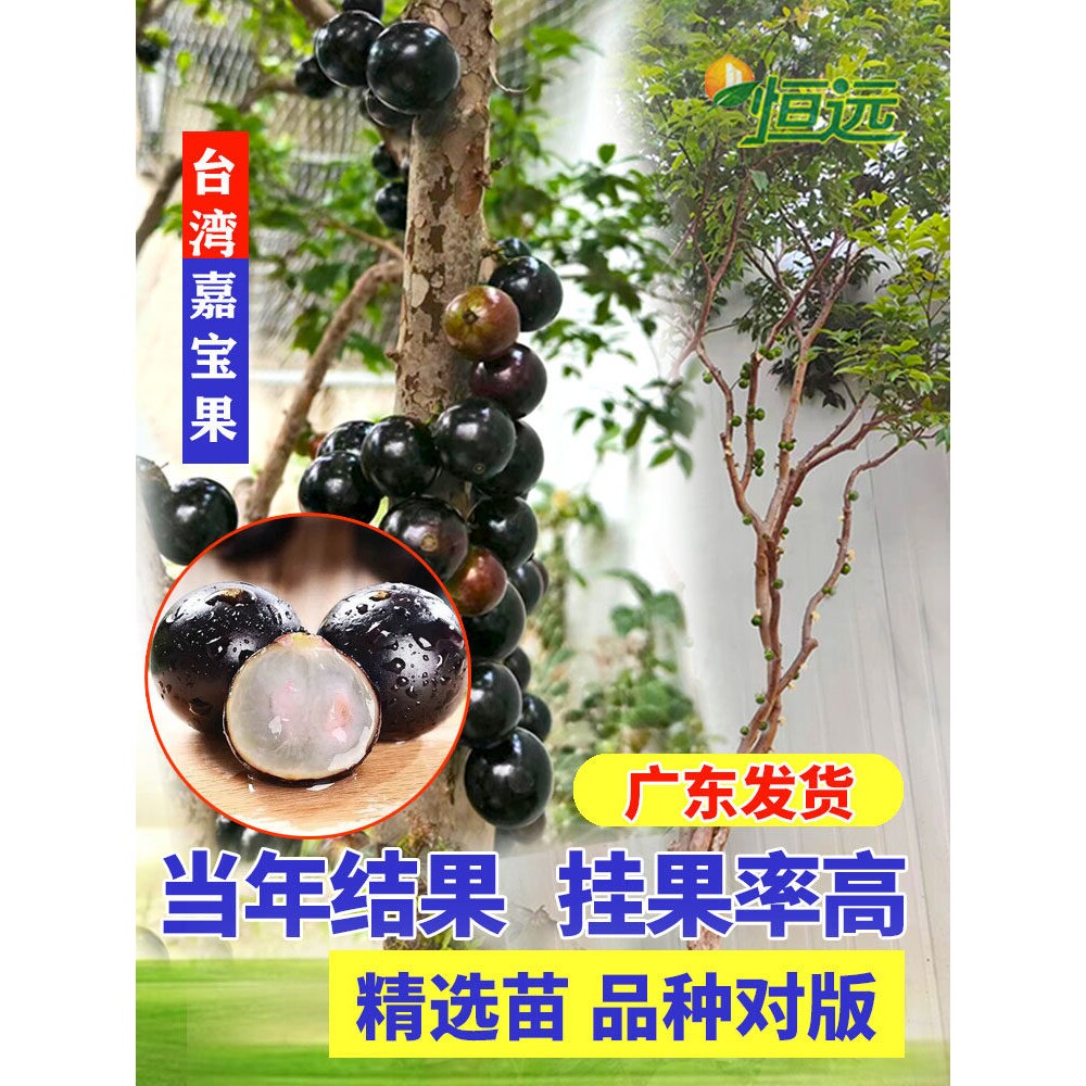 嘉宝果树苗盆栽四季红妃沙巴树葡萄苗艾斯卡四季结果庭院阳台果树