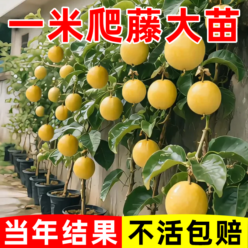 钦蜜9号黄金百香果树果苗广西嫁接百香果苗全国四季种植不断结果