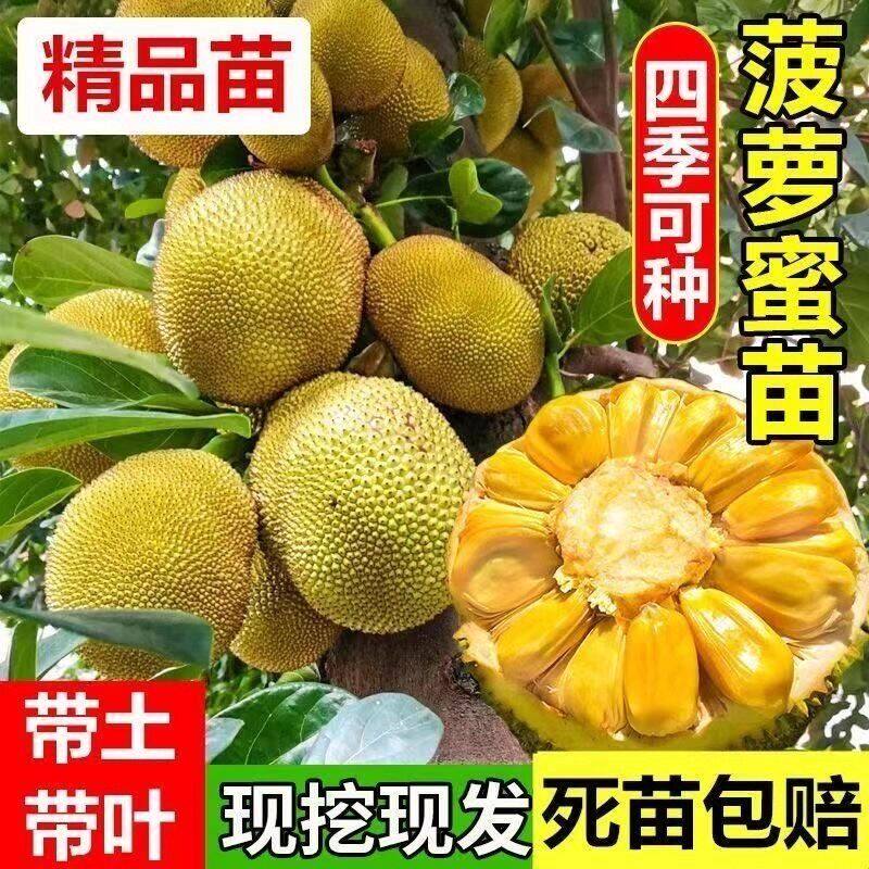 当年结果四季菠萝蜜嫁接树苗耐热室外果树苗树菠萝南方可种地盆栽
