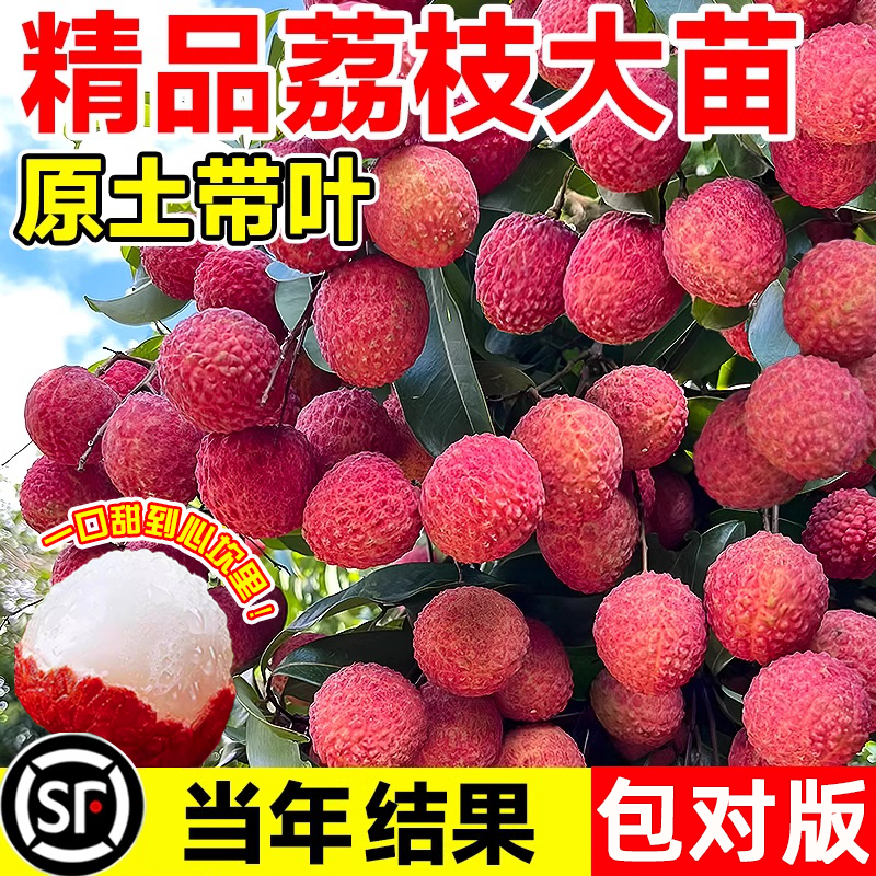 荔枝树苗嫁接无核桂味特大果树果苗盆栽车厘子南北方种植庭院地栽