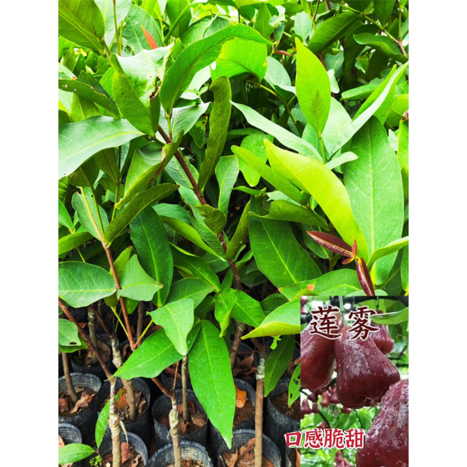 莲雾果树苗嫁接苗黑糖芭比黑金刚大叶红大苗水果盆栽地栽当年挂果