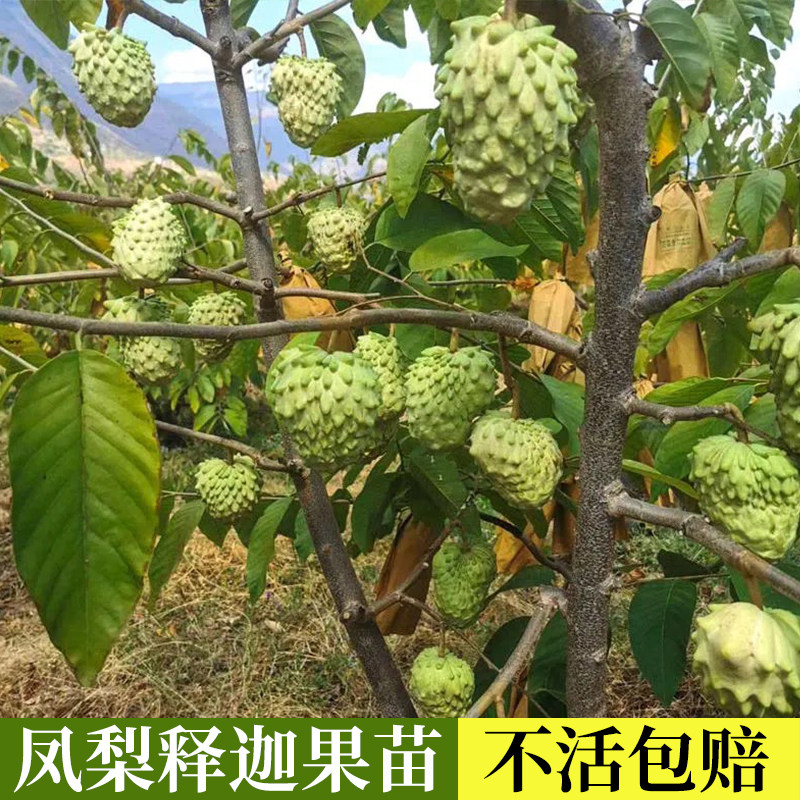 牛奶凤梨释迦果苗嫁接番荔枝树苗带土名贵水果苗盆栽地栽当年结果