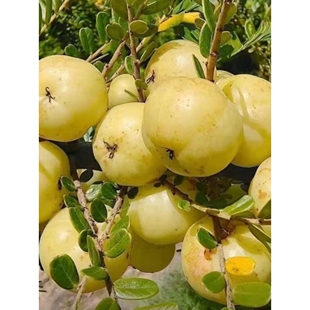 潮汕嫁接崩坎狮头特级甜种油甘树柿饼甜油柑树苗出口品质当年结果