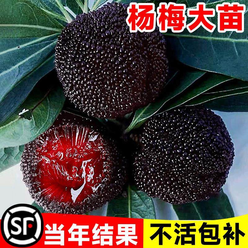 杨梅苗树苗正宗嫁接东魁杨黑炭梅苗盆栽南方地栽特大果苗当年结果