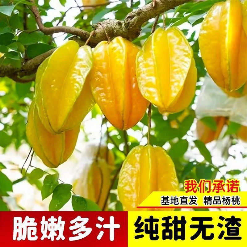 正宗嫁接杨桃树苗四季结果清甜无渣甜杨桃酸杨桃树苗盆栽庭院种植
