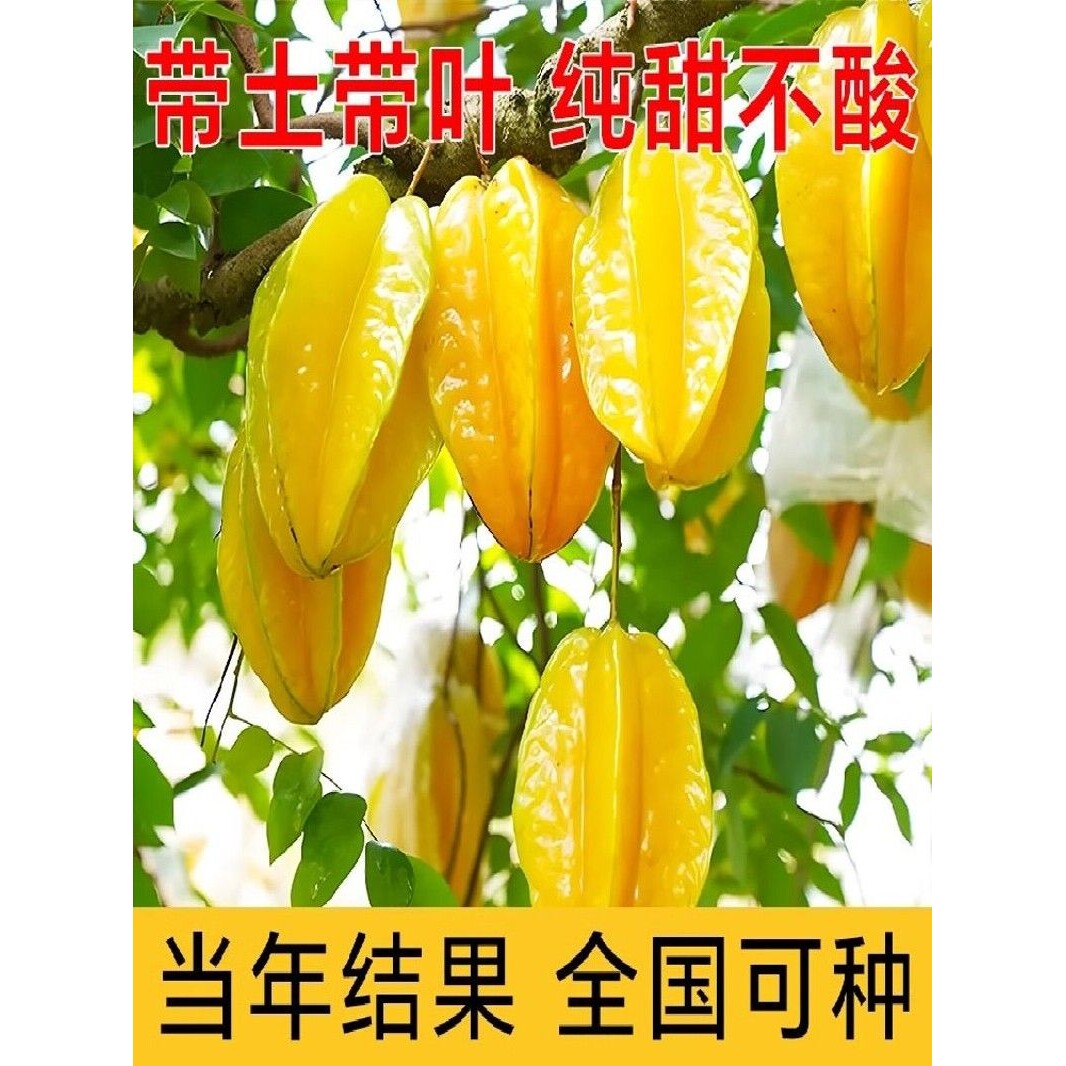 正宗嫁接杨桃树苗四季结果清甜无渣甜杨桃酸杨桃树苗盆栽庭院种植