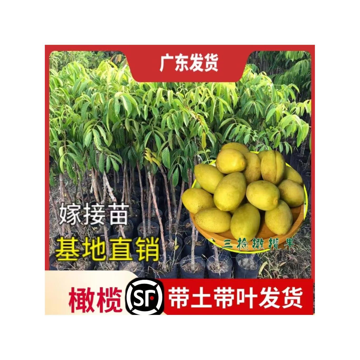 潮汕正宗金灶橄榄树苗嫁接三棱橄榄老树丛乌橄榄树苗南方水果树苗
