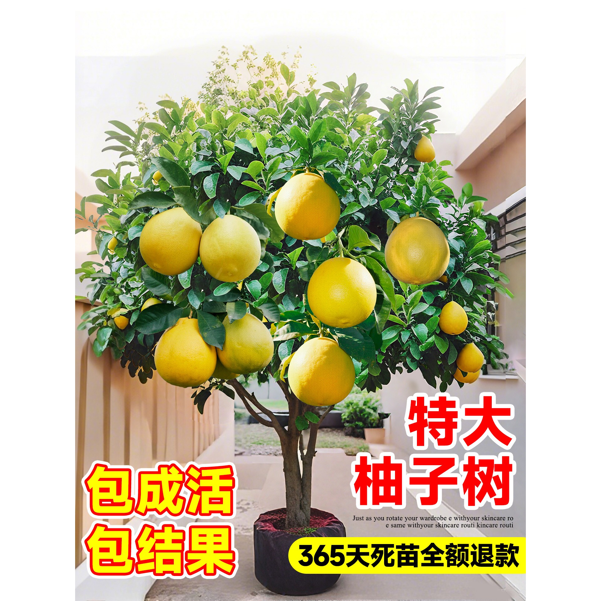 柚子树苗果树果苗红心蜜柚广西大沙田柚庭院南方北方种植耐寒水果