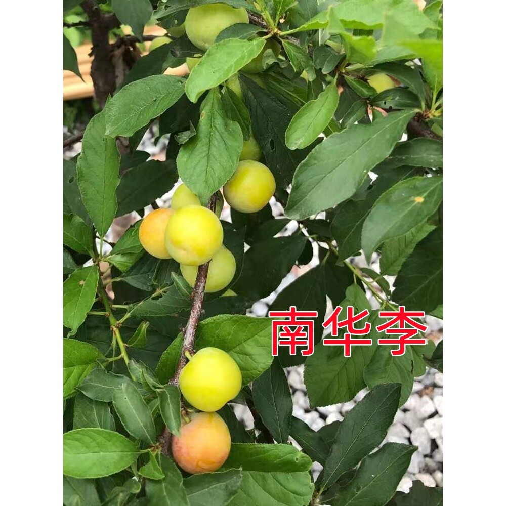 钱排三华李苗热卖正宗早生南华李三华李苗嫁接苗阳台庭院盆栽树苗