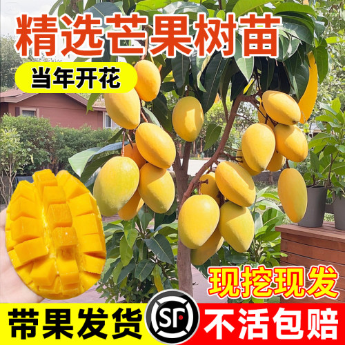 芒果苗树果苗嫁接四季贵妃芒果树苗种植室外阳台盆栽特大果苗结果
