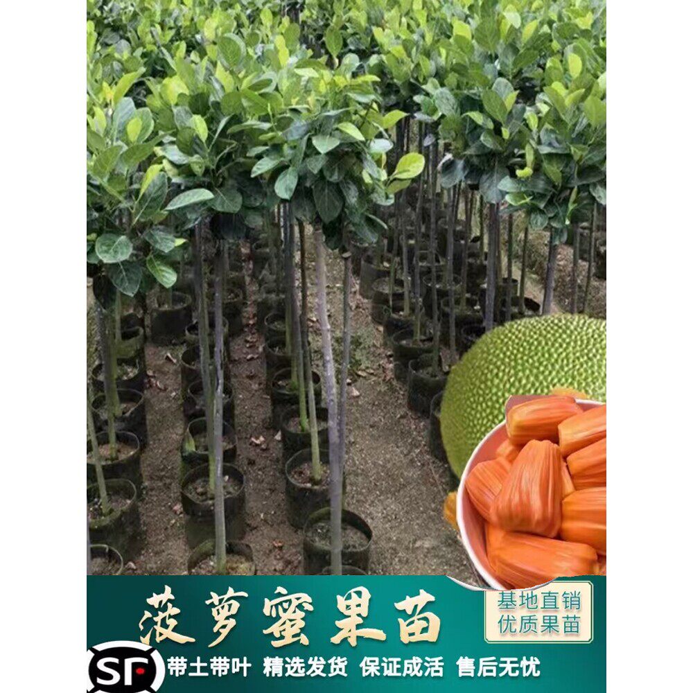菠萝蜜树树苗嫁接印尼红肉泰国干苞海南四季榴莲蜜木菠萝蜜果树苗