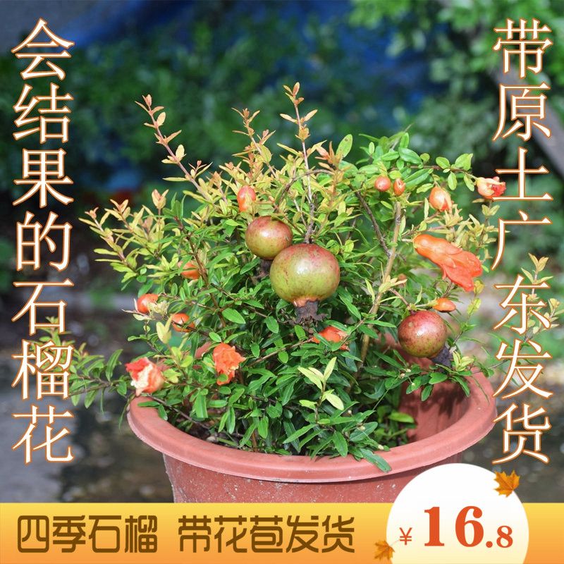 潮汕家庭红花石榴花盆栽庭院开花植物盆栽喜庆吉祥花卉抹草仙草苗