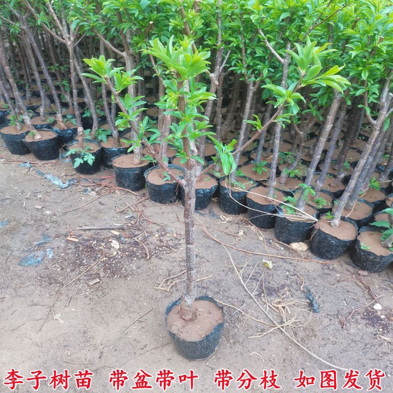 李子树苗盆栽地载庭院南北方种植当年结果嫁接苗大红袍蜂糖李带土
