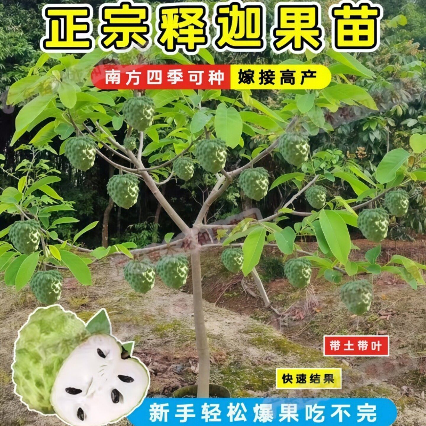 台湾凤梨释迦苗牛奶释迦苗嫁接果树苗大果新款黄龙释迦果番荔枝
