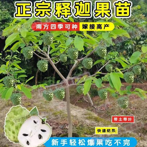 台湾凤梨释迦苗牛奶释迦苗嫁接果树苗大果新款黄龙释迦果番荔枝