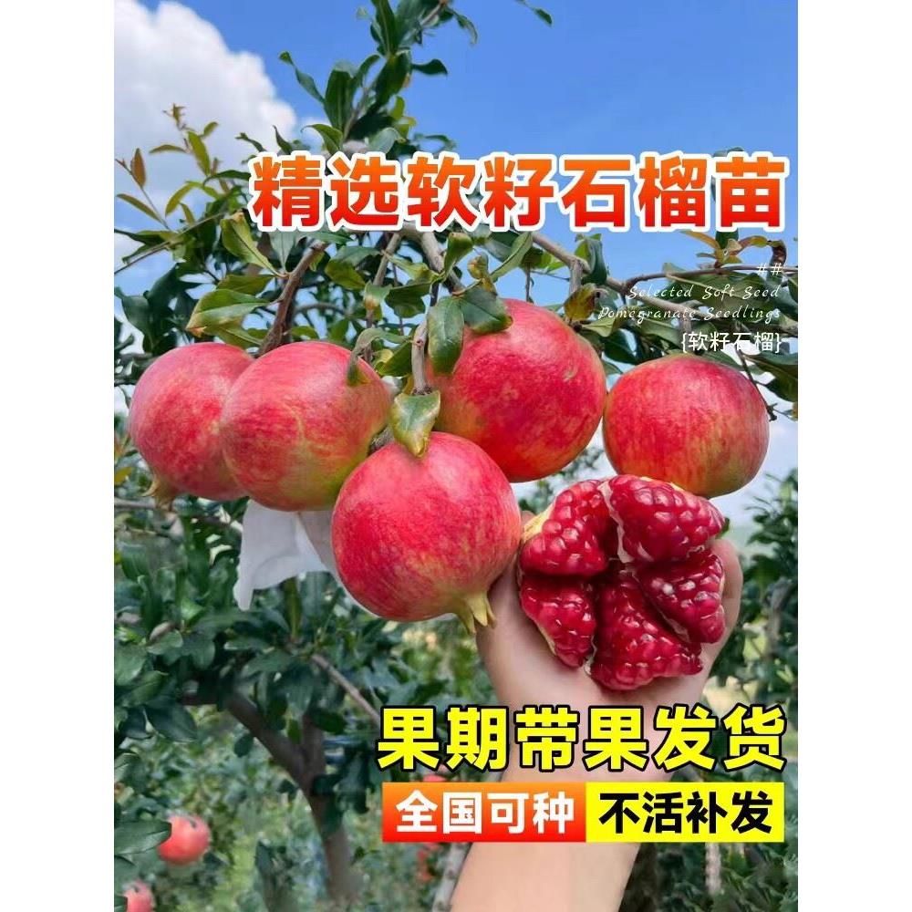 突尼斯软籽石榴树树苗盆栽地栽四季庭院果树无籽甜大红袍石榴果苗