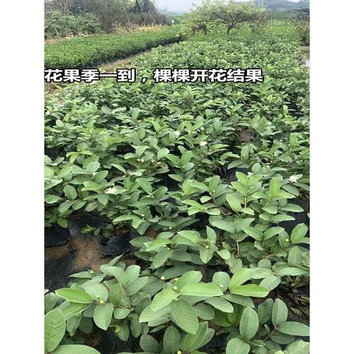 番石榴树苗 小叶番石榴四季番石榴当年结果盆栽地栽南方种植