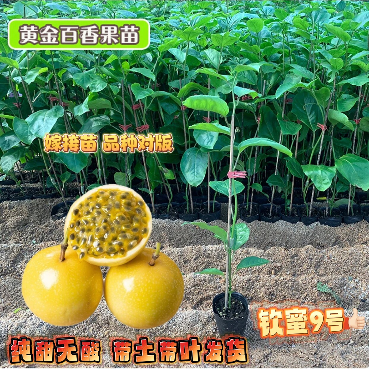纯甜钦蜜9号黄金百香果树苗四季结果嫁接苗阳台楼顶庭院盆栽地栽