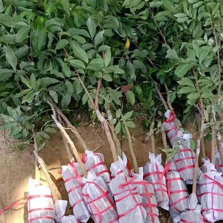 高州正宗储良龙眼树苗桂圆石硖四季特大果大乌圆北南方种植嫁接苗
