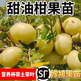 油柑树苗嫁接 庭院盆栽 余柑果树苗 耐寒牛柑子苗树南方地栽种植